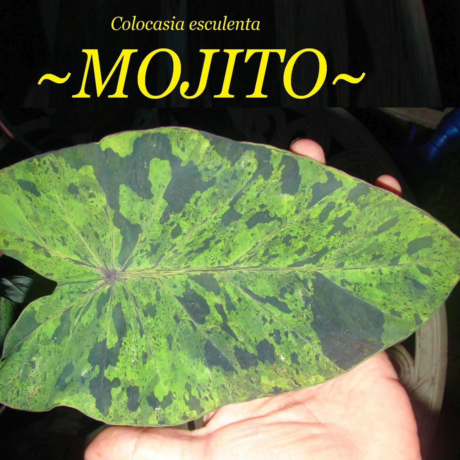 ~MOJITO~ Colocasia esculenta Rare Elephant Ear L Starter Live Plant
Opens in a new window or tab
