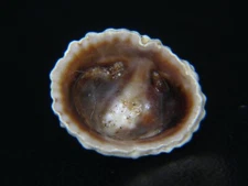 SIPHONARIA COOKIANA: FROM NEW ZEALAND NO LONGER OBTAINABLE @ 17.39MM FROM 1947!