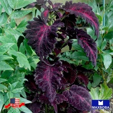 25 -Black Dragon Coleus 25 Seeds Non-GMO