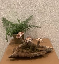 Driftwood Art, Driftwood  Seashell Mushroom Art, Mushroom Art, Coastal Art