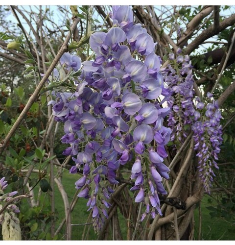 Chinese Wisteria Vine - 9-12" Tall Live Plant - Quart Pot - Wisteria sinensis - Picture 6 of 10