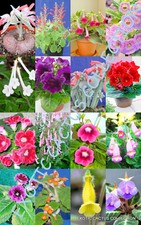 COLOR SINNINGIA MIX rare african violets fragrant garden flower seed 150 seeds