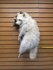 Raccoon Life Size  Taxidermy Wall Mount Blonde / Albino Long Fur