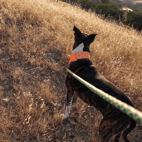Reflektierendes Hundehalsband Größe L fluoreszierend blaze orange mit verstellbarem Verschluss - Bild 8 von 8