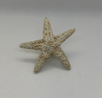 Small Starfish Knob Weathered White