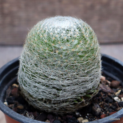D2652 MAMMILLARIA LENTA pot10,5-H7-W6 cm MaMa Cactus | eBay