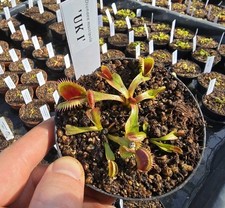 Dionaea muscipula 'UK I', fleischfressende Pflanzen, Venusfliegenfalle