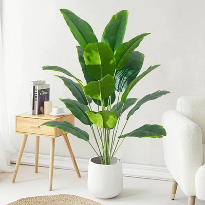 philodendron scandens 'lemon lime' Philodendron hederaceum 'Lemon Lime'