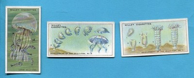 1928 W.D. & H.O. WILLS WONDERS OF THE SEA 3 DIFFERENT JELLYFISH TOBACCO CARD LOT