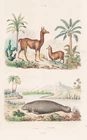 Llama alpaca manatee manatee manatees engraving steel engraving Guerin-Meneville 1833