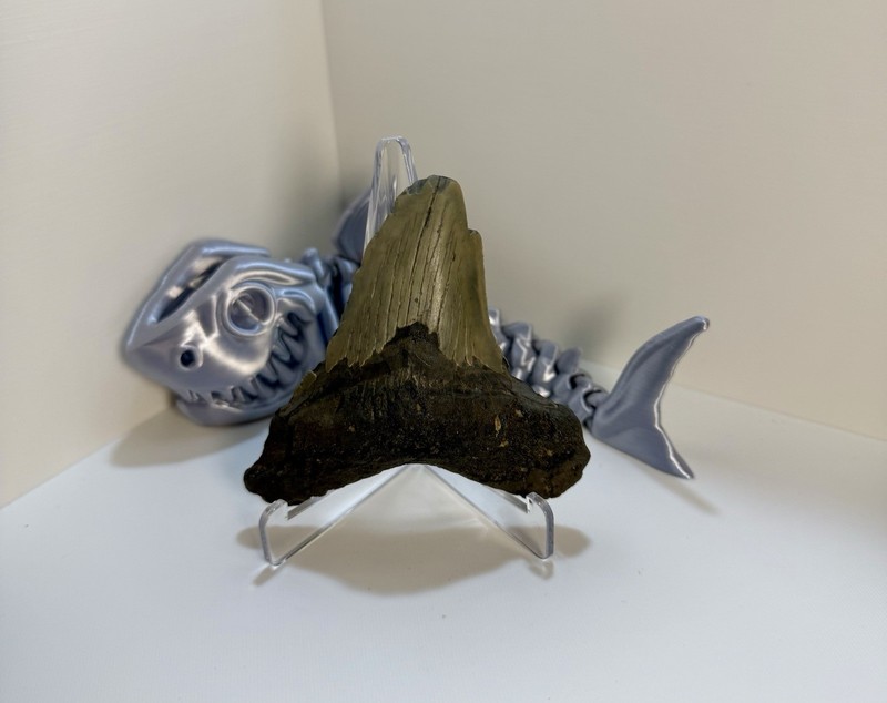 Fossil Megalodon Tooth *3D Shark NFS