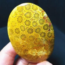 RARE 81.7G Natural Polished Coral Jade Jasper Flat Reiki Healing Stone C1004