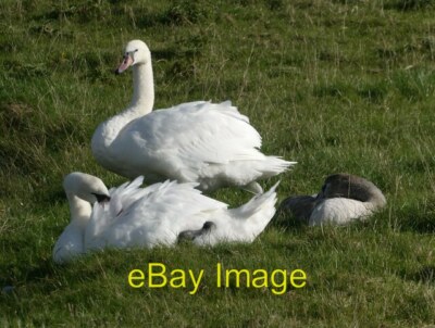 Foto 6x4 Schwanenfamilie bei Oare Creek Der Stift wacht beim Kolben c2021