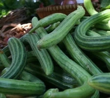 Dark Green Armenian Cucumber Seed - Serpent Melon Heirloom Seeds (3.0gr to 30gr)