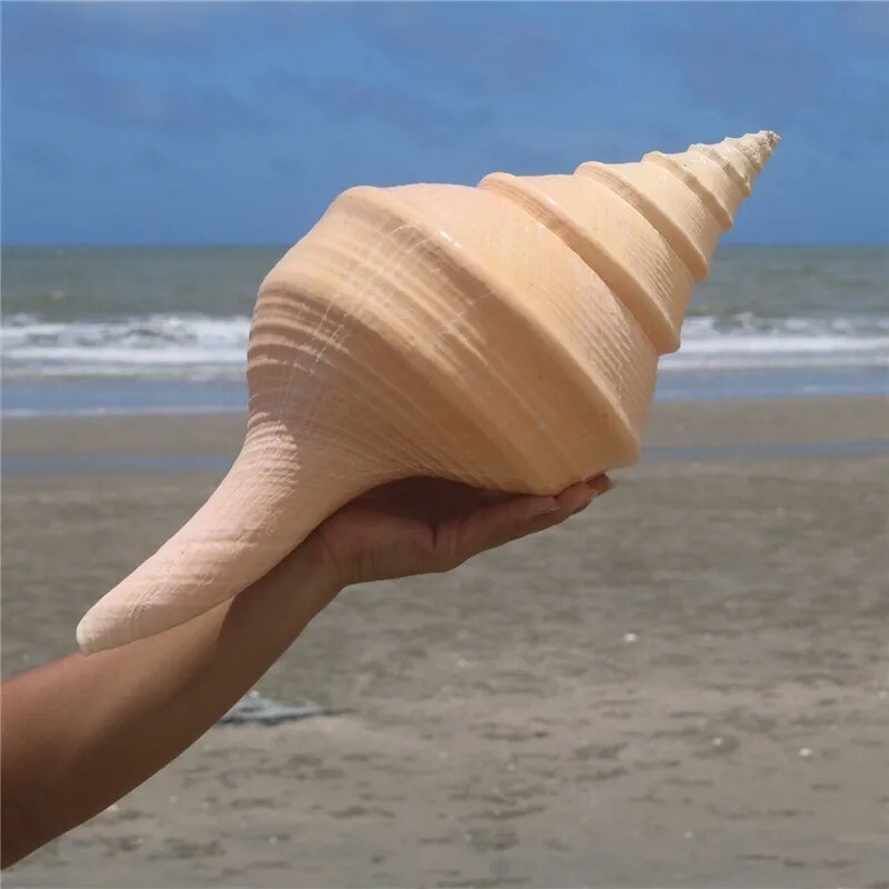 Large Syrinx Aruanus Mammoth Trumpet Natural Seashell Rare Real Beach ...