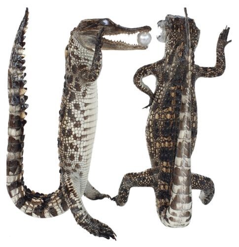 2 Genuine Crocodile Alligator Real Stuffed Animal Oddity Taxidermy  Freshwater | eBay