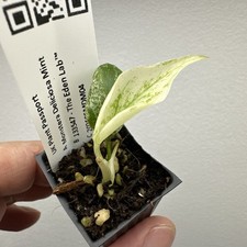 monstera deliciosa Mint variegata  rare variegated aroid plant 05MDM04