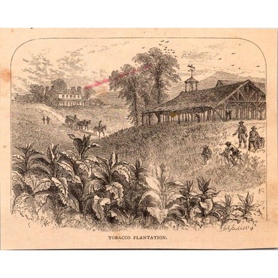 Tobacco Plantation Agricultural Practices 1889 Engraving SAI3-5