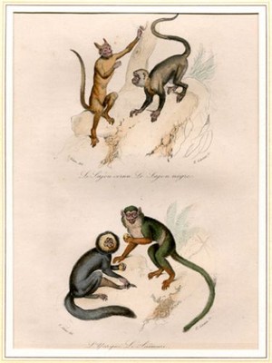 Le Sajou cornu, Le Sajou nègre, L'Yarqué, Le Saimari - altcolorierter Stahlstich