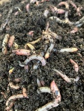2 Lbs Live European Nightcrawlers Compost worms