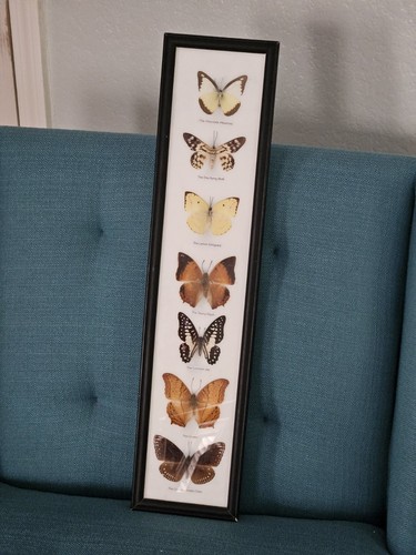 7 REAL MOUNTED BUTTERFLIES IN ACRYLIC FRAME WOOD SIZE 21"X6"