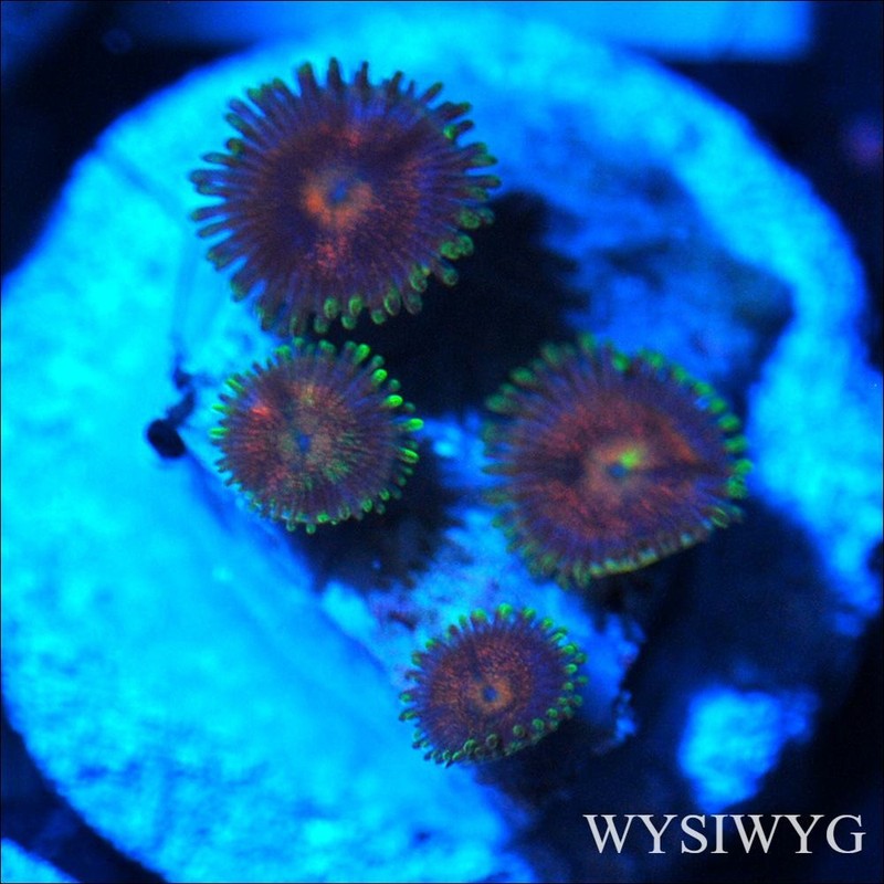 Corals of Eden ~ WYSIWYG Live Coral Frag ~ Ultra Zoa - Soft Coral