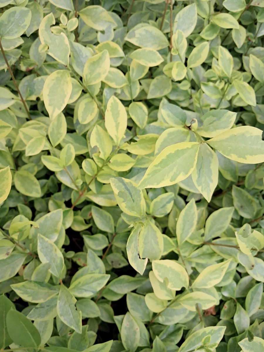 Liguster-Ausgewachsene-Pflanze-Ligustrum Pflanzen, Strucher & Hecken  online kaufen | eBay.de
