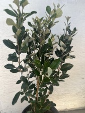 Pineapple Guava Plant 25” Ready To Plant