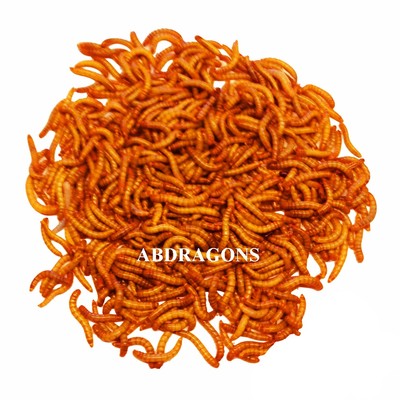 Live Mealworms Size: Mini Qty:50 to 1,000 Free Shipping Available or FedEx!!!