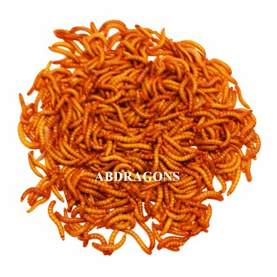 #ad Live Mealworms Sizes: smmedlrggiants Qty:50 2000 Free Shipping or FedEx $19.79