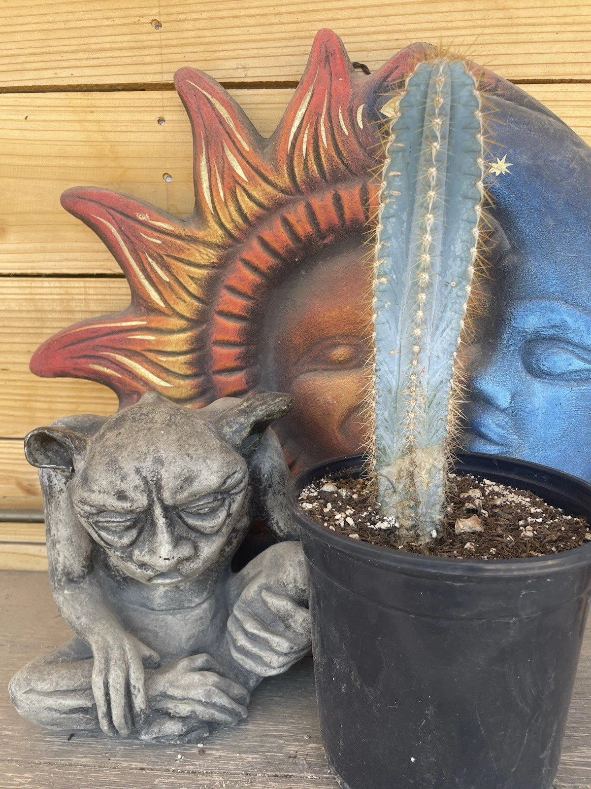 BLUE TORCH CACTUS -- Pilosocereus azureus-rooted plant -- SUPER NICE!
