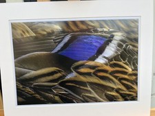 Original fine art photograph By Mike Challenger ARPS, Mallard Bird Wing 2018