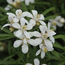 Choisya Evergreen Hardy Shrub Potted Plant White Dazzler in 9cm