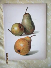 Vintage Print, PEARS,Chromolitho,1890, May RIVERS,Illust., Summer Beurre  &More