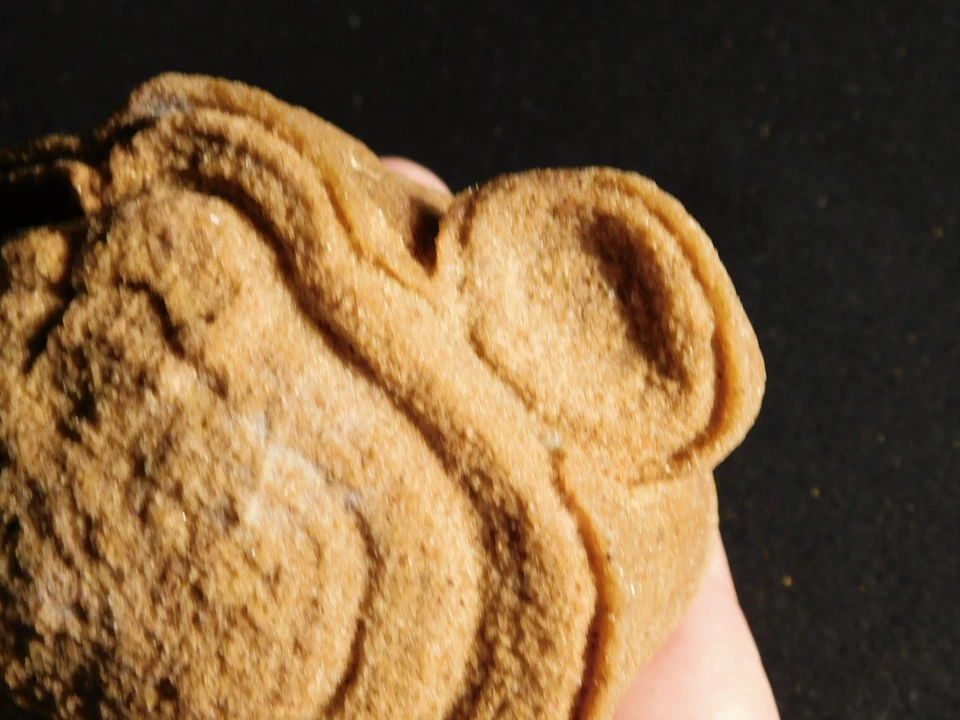 ¡Grande! FÓSIL DE ESTROMATOLITO AAA 600 millones de años 100% natural Marruecos 893gr Foto 3 de 4