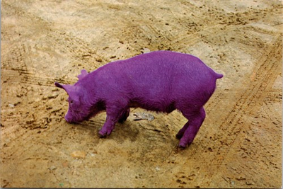 #ad I Never Saw a Purple Pig George Dudley Photo UNP Continental Postcard XM10 $4.95