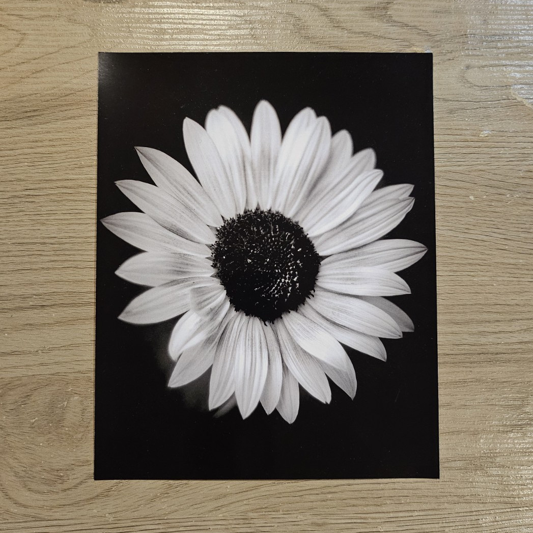 Black & White Botanical Flower Art Photograph Portrait - Nature, Floral Theme