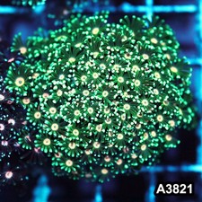 Item A3821IN3821 S WYSIWYG Indo Ultra Pink Eye Alveopora Colony