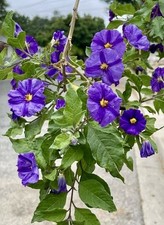 Lycianthes rantonnetii, arbusto de papa - 10 tallos sin raíces 4-6 pulgadas - EE. UU.