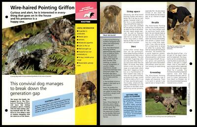 Wire-Haired Pointing Griffon - Routine - Dogs Of The World Atlas Fact File Card
