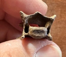 Impresionante fósil vértebra cuello zorro gris Urocyon carnívoro Pleistoceno Florida