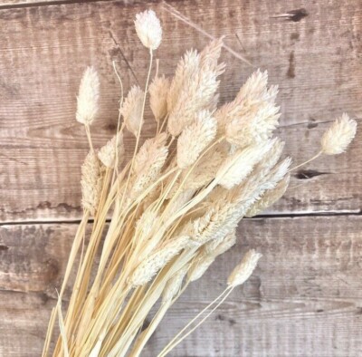 20 x White Bleached Phalaris Stems Dried Flowers Pink Natural Plant Stems  UK | eBay