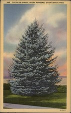 Utah State Tree Blue Spruce ~ 1930s linen ~ postcard sku557