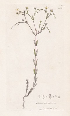 Linum catharticum purging flax flower Blume Botanik botany Sowerby engraving