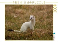 Calvendo Puzzle Hermelin | 1000 Teile Lege-GrößE 64X48Cm Foto-Puzzle FüR GlüCkli