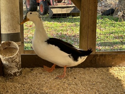 Magpie Duck Hatching Eggs  12 Eggs