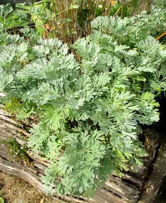 500 ABSINTHE WORMWOOD Common Artemisia Absinthium Green Ginger Herb Flower  Seeds | eBay