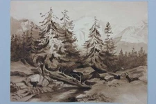 Firs in the high mountains, engraved ink, around 1900