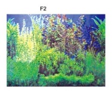 Aquarium Fish Tank Background Scenery Poster Bulk Single Sided Roll 12" / 30cm