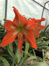 Hippeastrum Striatum! FS Bulb!